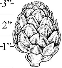 Artichoke