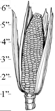 Corn