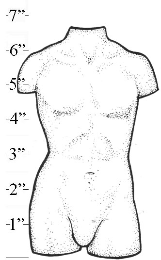 Large Male Torso