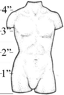 Medium Male Torso