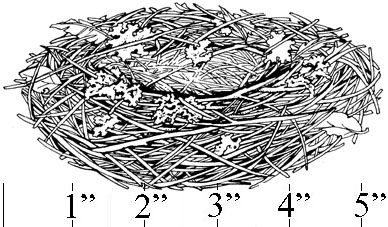 Nest