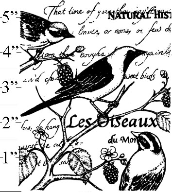 Birds Collage Background